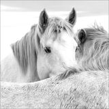 First LIVING WORLD - PEEPING HORSE by Gina Taylor