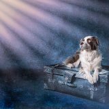 Highly Commended Colour- BASKING IN THE SUN by Katrina Wilson