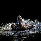 Highly Commended PDI - IN THE SPOTLIGHT by Jo Glenister