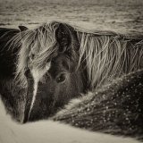 Highly Commended Mono - BENEFITTING FROM OTHERS by Angela Dunn