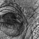 Highly Commended Mono - THE EYE by Paul Wilson