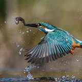 Highly Commended PDI - KINGFISHER by Jo Glenister