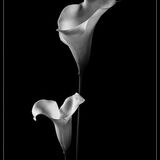 Highly Commended - CALLA LILIES by Angela Dunn