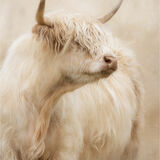Highly Commended - HIGHLAND COW by Lee Odell