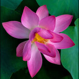 Highly Commended - LILY THE PINK by Jan Clark