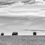 Highly Commended Mono - WALKING AWAY by Richard Burn