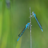 Highly Commended COMMON BLUE DAMSELFLIESbyGary Chester