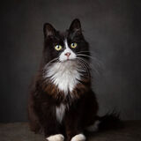 Highly Commended CURIOUS CATbyKatrina Wilson