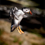 Highly Commended - PUFFIN'S APPROACH by Gary Chester