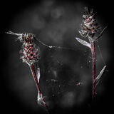 Highly Commended - THE TRAP by Jan Clark