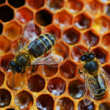 PRIZE WINNER - 1st, BUSY BEES by Jan Clark