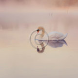 PRIZE WINNER - 2nd, SWAN IN THE MIST by Darren Rose