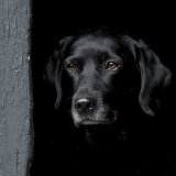 Public Vote - CAN I COME TOO by Jo Glenister