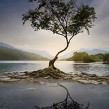Second LANDSCAPE - STANDING ALONE by Roger Green