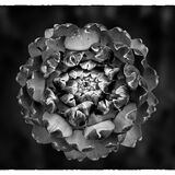 Third LIVING WORLD - ARTICHOKE by David Knapp