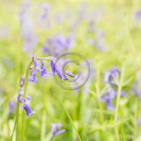 BEDFORDSHIRE BLUEBELL by Deborah Gillett