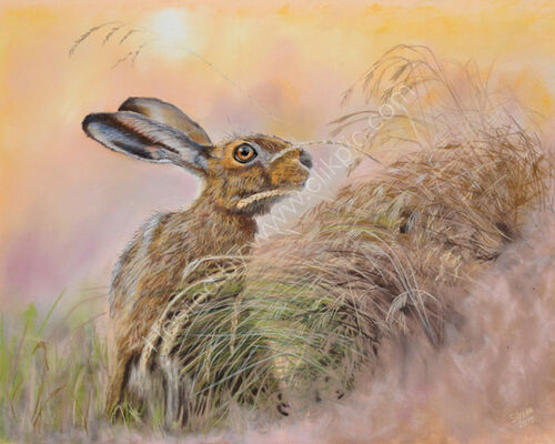 "On Alert" from a photograph by Jon Evans with his kind permission