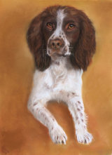 Spaniel pastel painting pastel mat