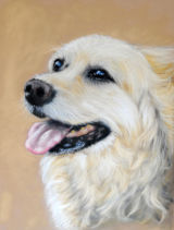 labrador pastel