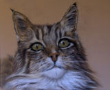 cat pastel