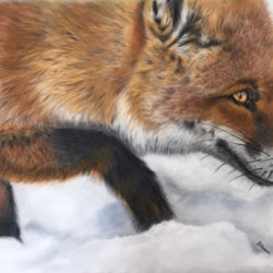 RedFox