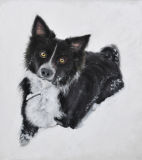Border Collie "Millie" in the snow!
