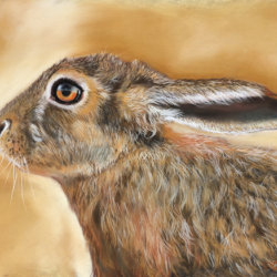 Hare today