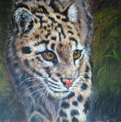 Clouded Leopard from a photograph by Emmanuel Keller with his kind permission