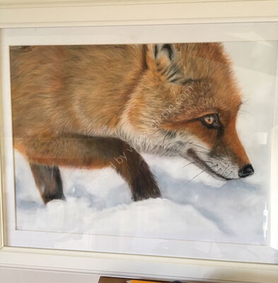 Pastel Fox in the Snow