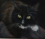 Black cat pastel painting on velour