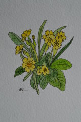 primroses