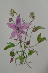 Clematis