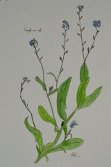 forget-me-not