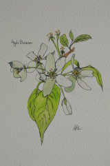 apple blossom