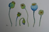 poppy heads