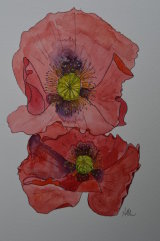 two poppy flowers