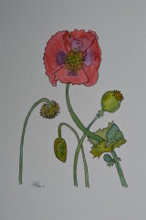 poppy flower