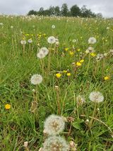 Dandelion field