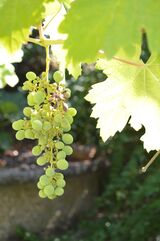 Portugal grapes