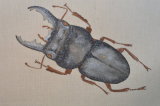 black stag beetle