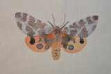 orange moth