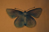 blue butterfly