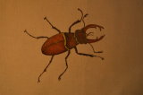 brown stag beetle
