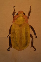 gold beetle
