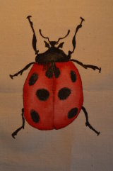 lady bird