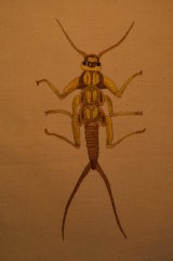 long gold beetle