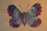 purple butterfly