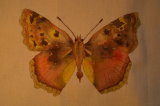 tortoise shell butterfly