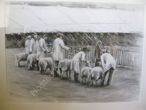 Bath and West sheep judging 2011