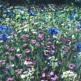 Pink & Blue - detail A painting of a wildflower meadow by Dorset Artist Andrea Hook